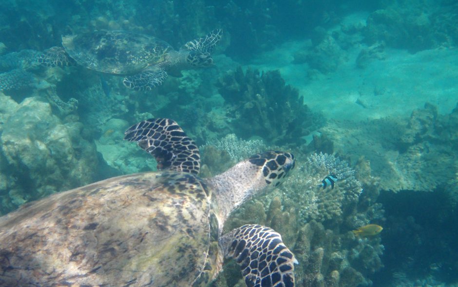 Das Unterwasser-Paradies von Nosy Tanikely und Feiern unter Freunden