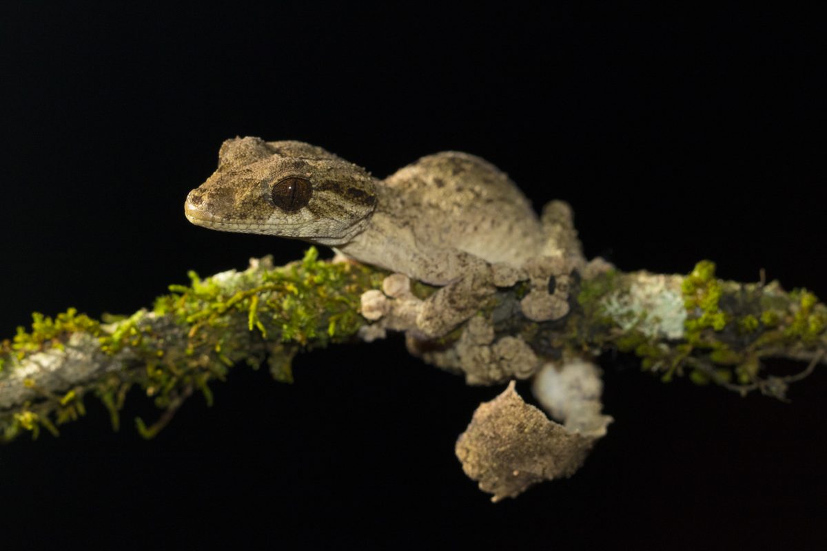 Uroplatus alluaudi