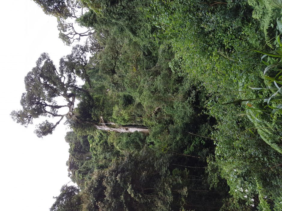 Montagne d'Ambre