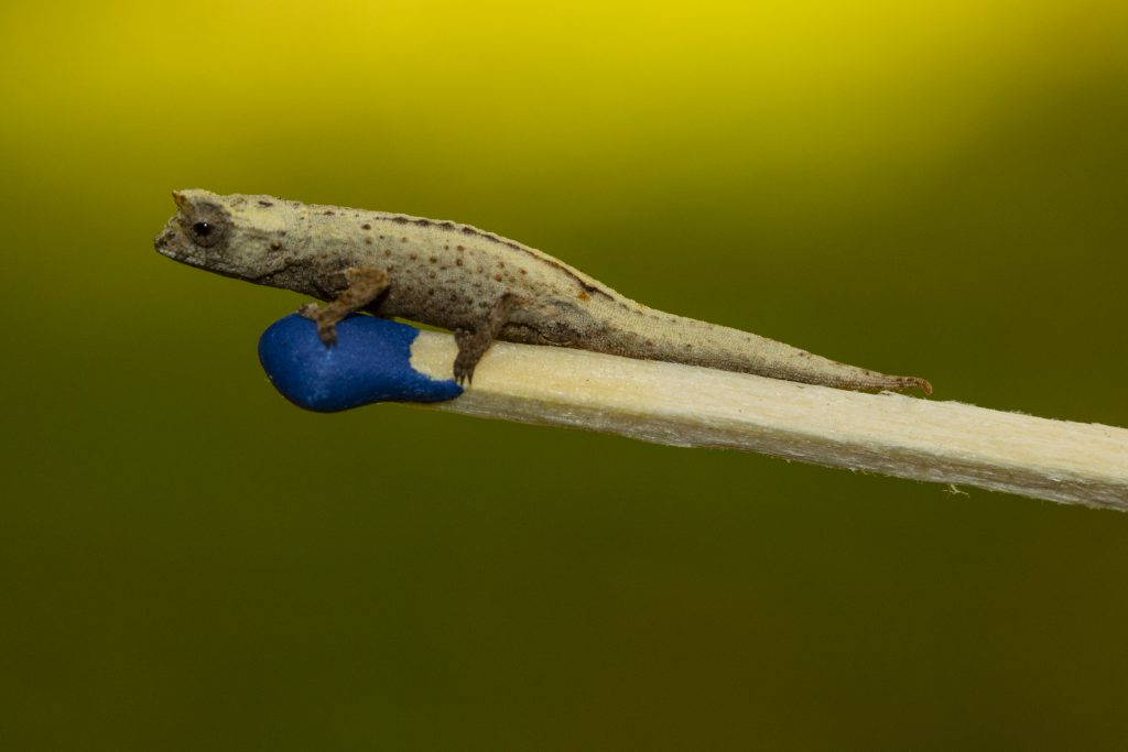 Brookesia tuberculata