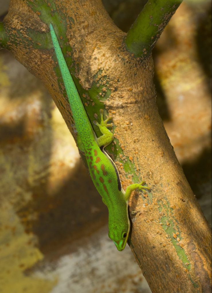 Phelsuma dorsivittata