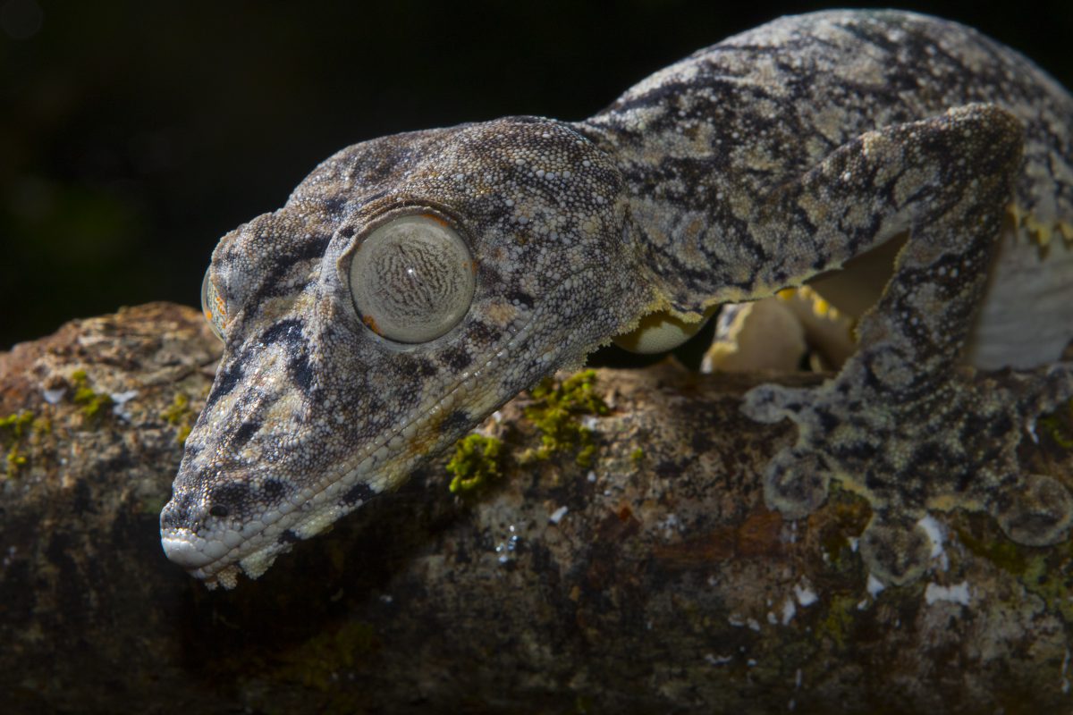 Uroplatus giganteus