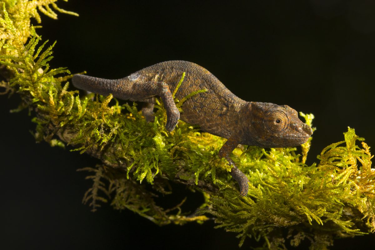 Calumma cf. nasutum