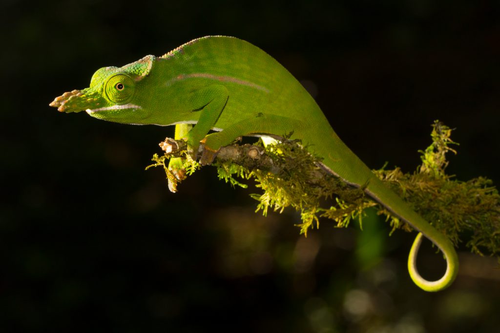 Furcifer petteri