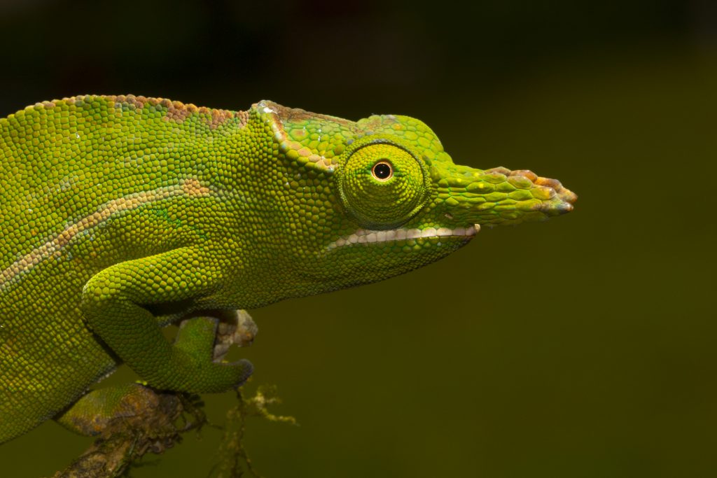 Furcifer petteri