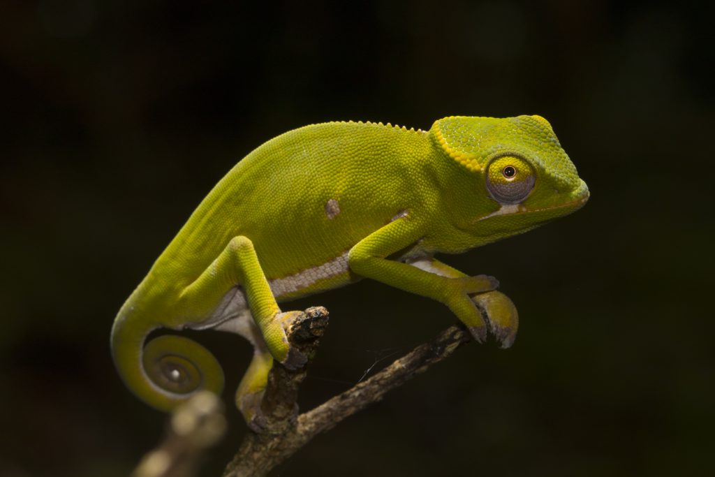 Furcifer timoni