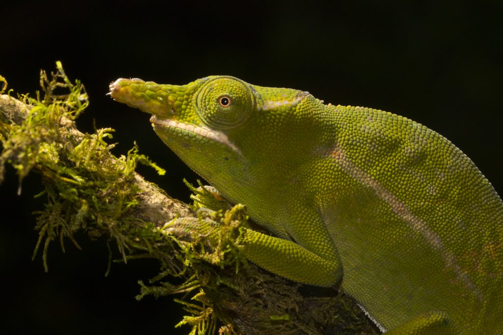 Furcifer petteri