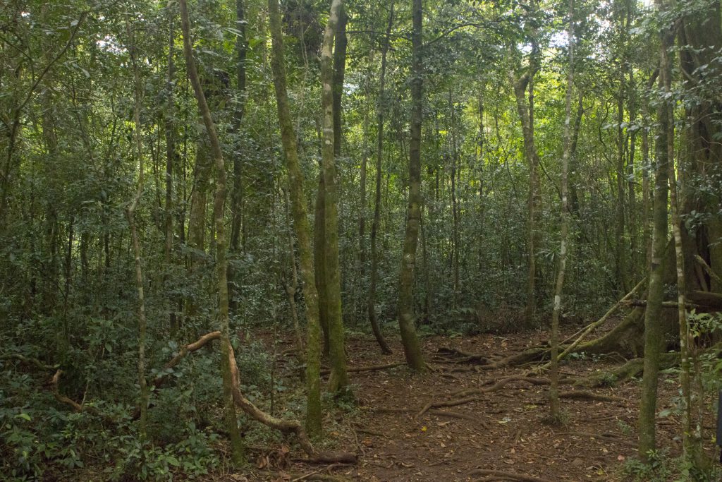 Montagne d'Ambre