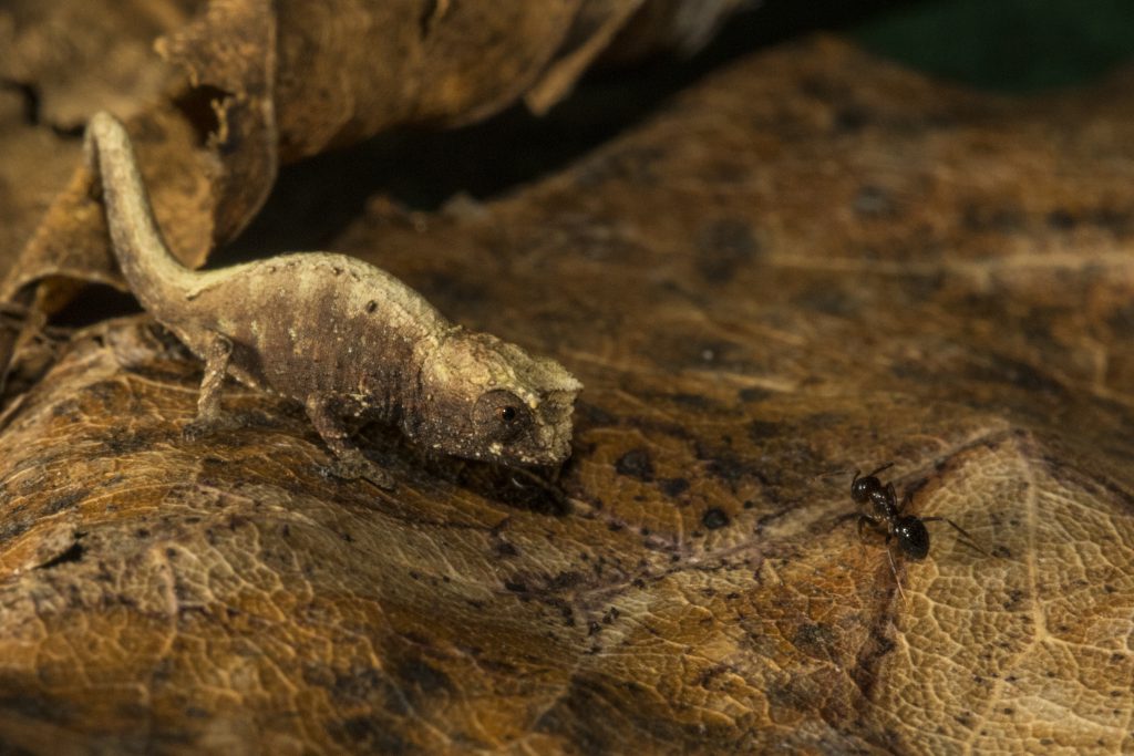 Brookesia tuberculata