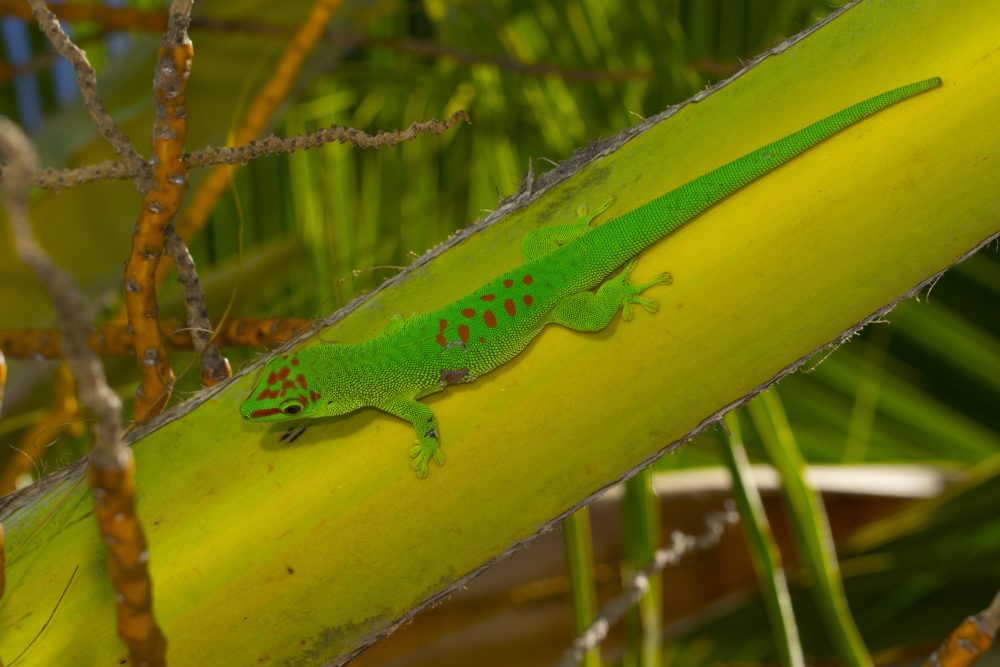 Phelsuma grandis