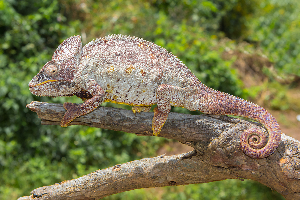 Furcifer oustaleti