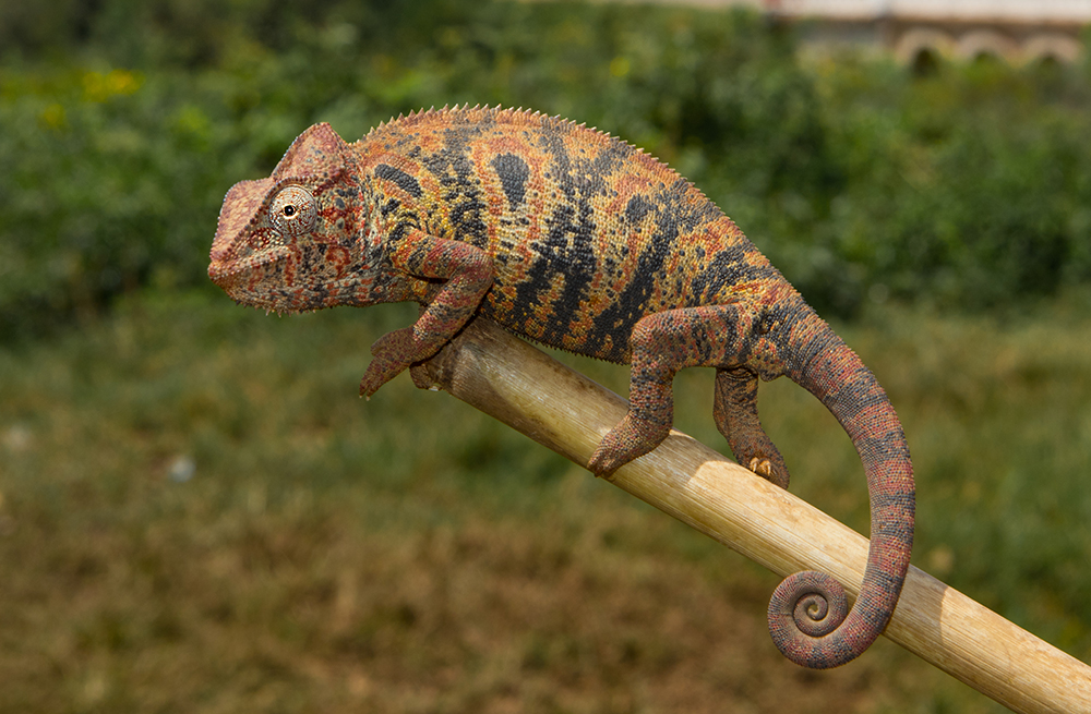 Furcifer oustaleti