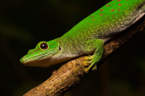 Phelsuma kochi