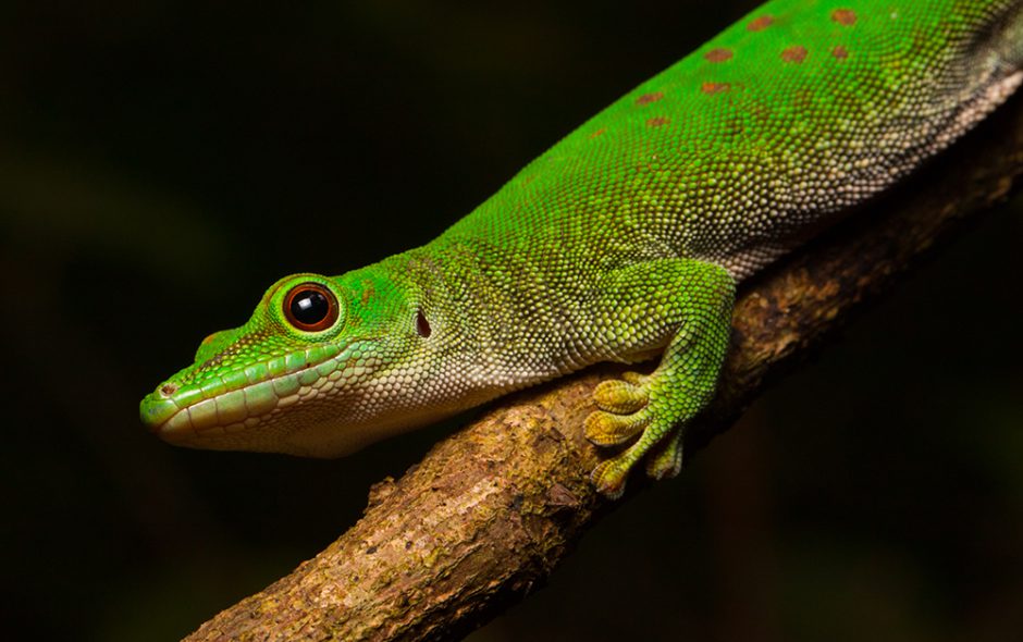 Phelsuma kochi