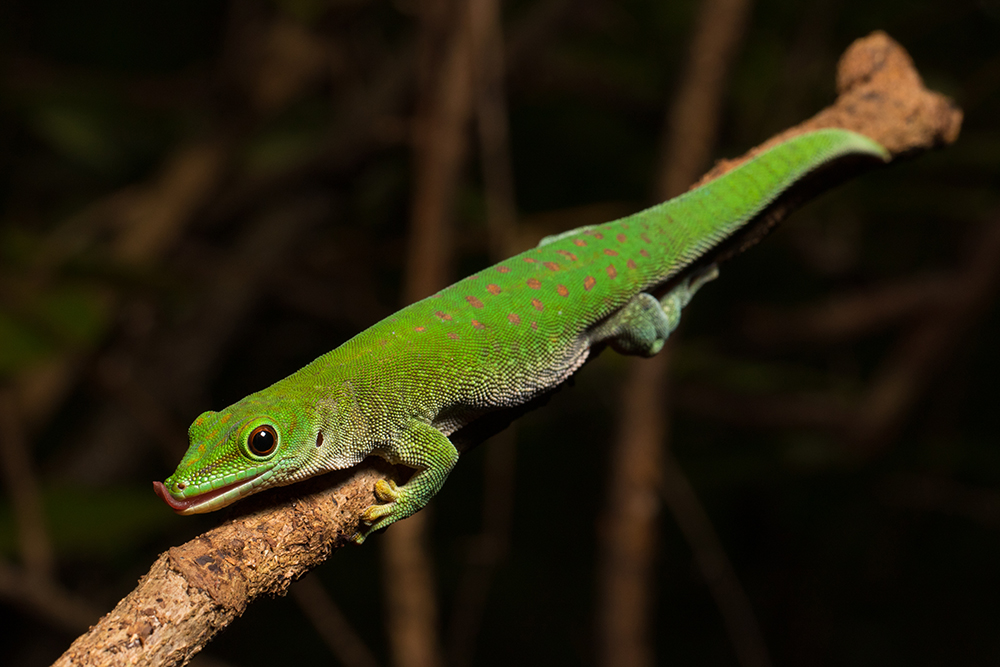 Phelsuma kochi