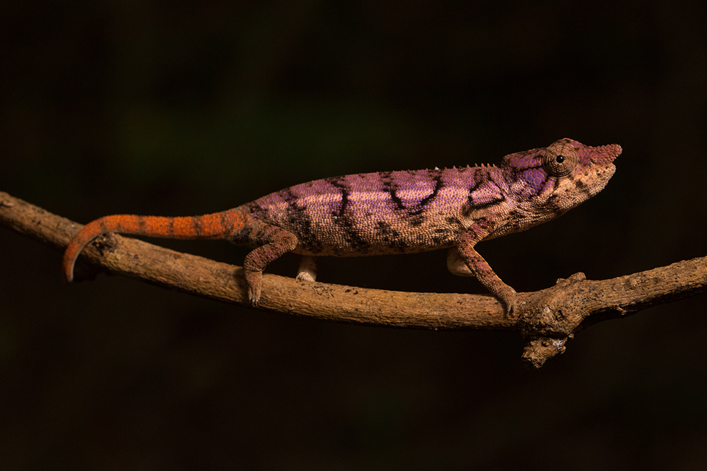 Furcifer rhinoceratus