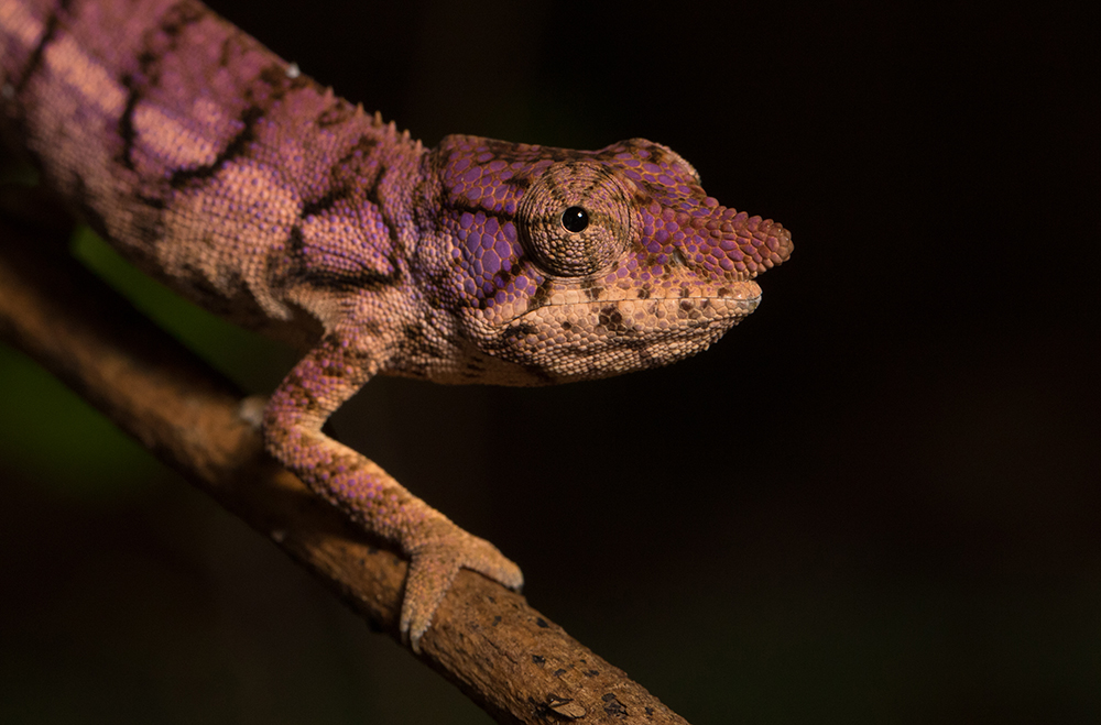 Furcifer rhinoceratus