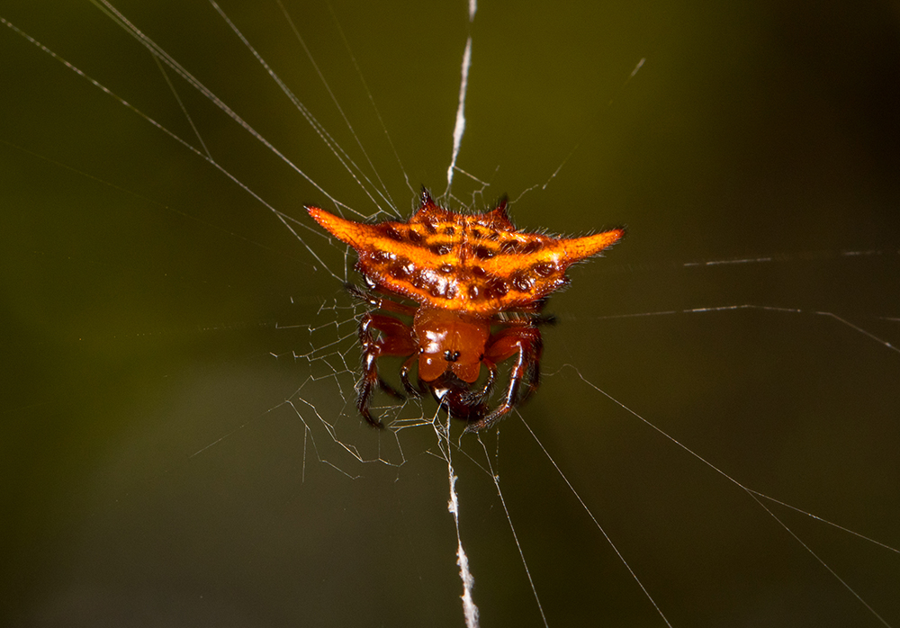 Gasteracantha