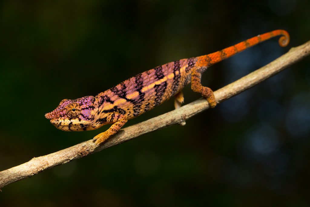 Furcifer rhinoceratus