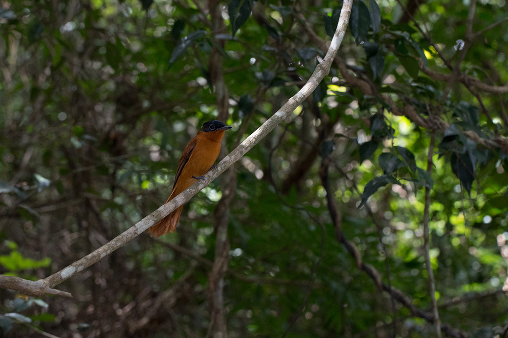 Paradise flycatcher