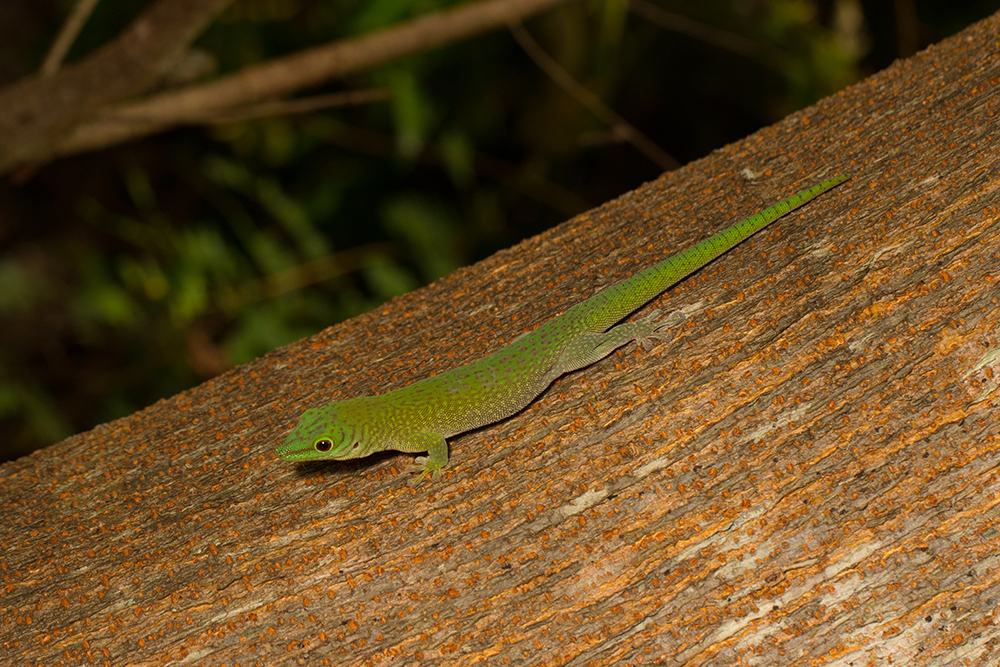 Phelsuma kochi