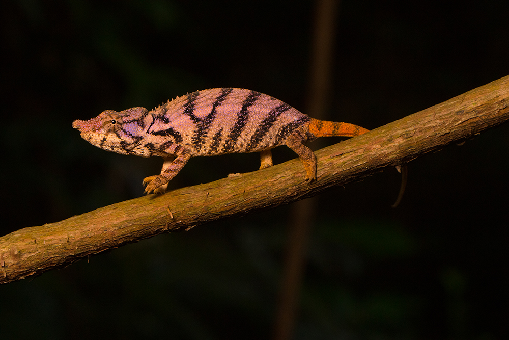 Furcifer rhinoceratus