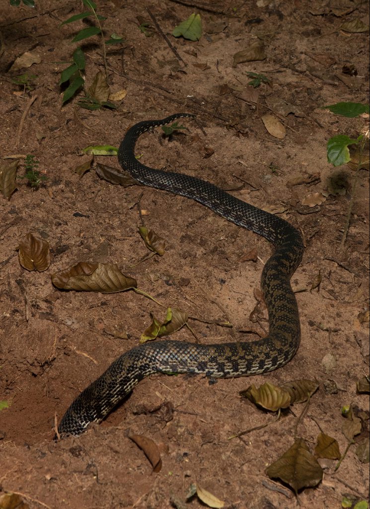 Leioheterodon madagascariensis