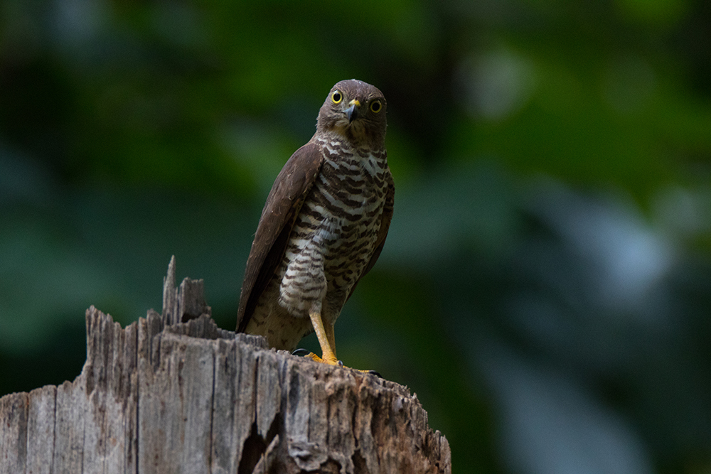 Accipiter