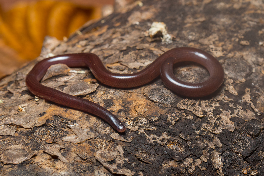 blind snake