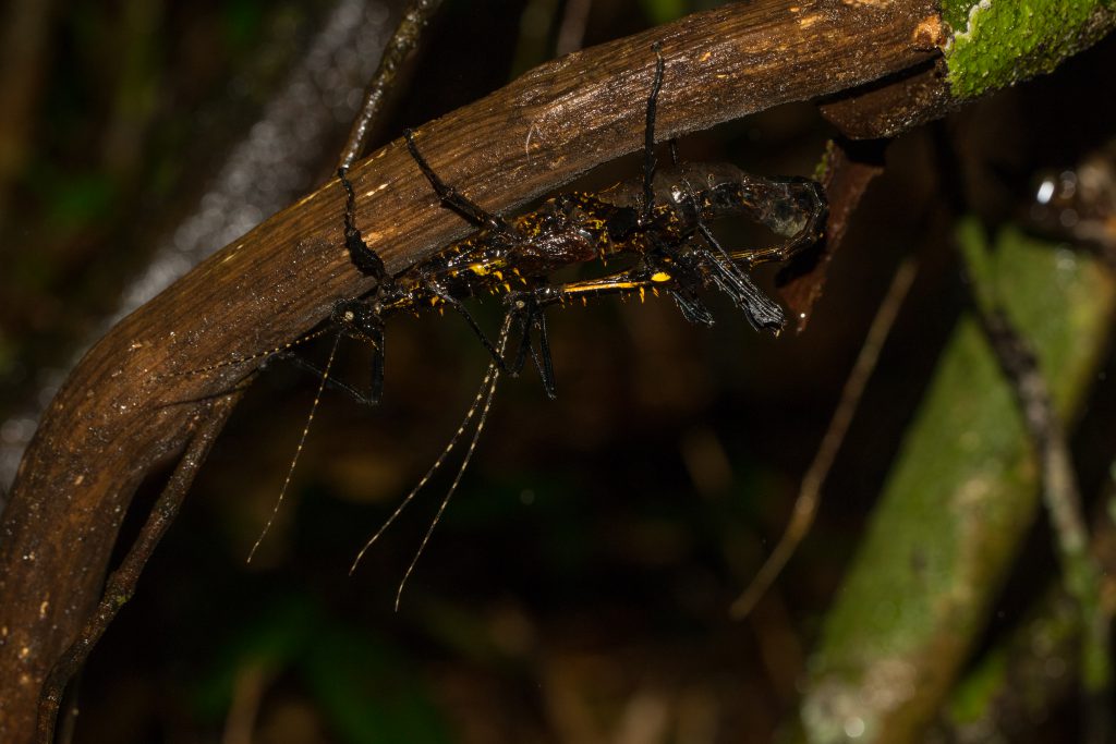 Parectatosoma hystrix