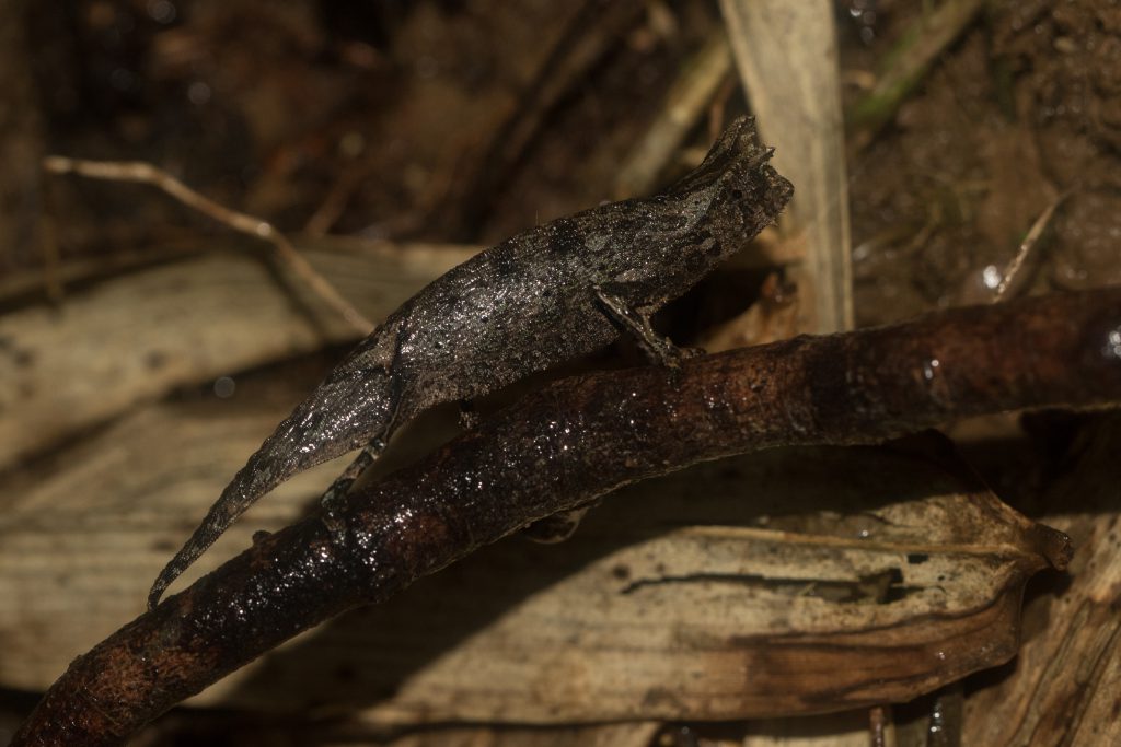 Brookesia superciliaris