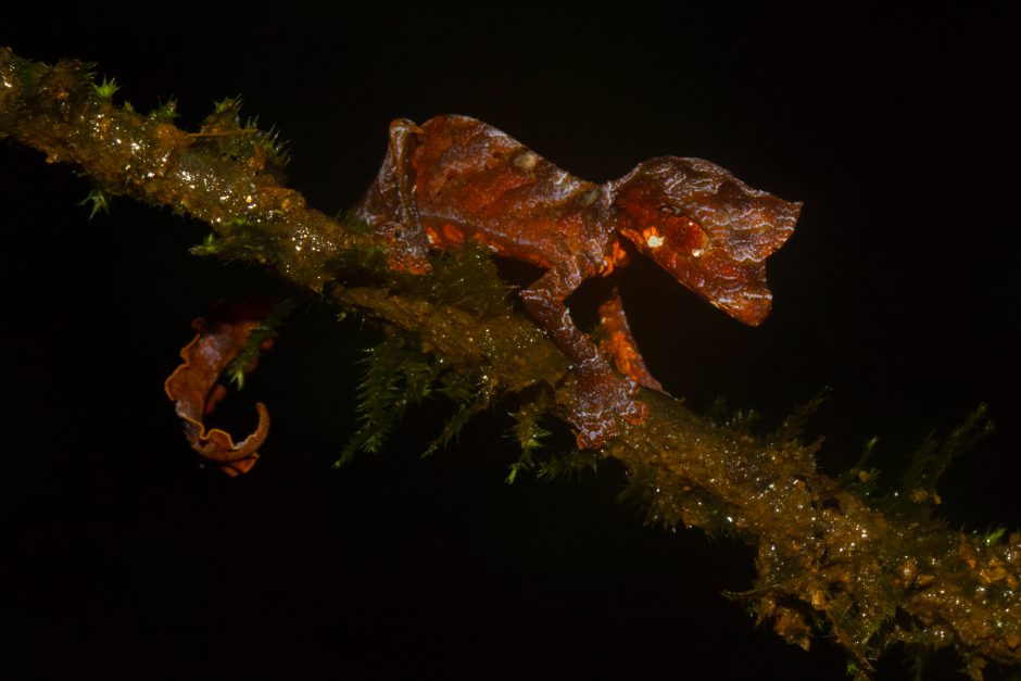 Uroplatus phantasticus