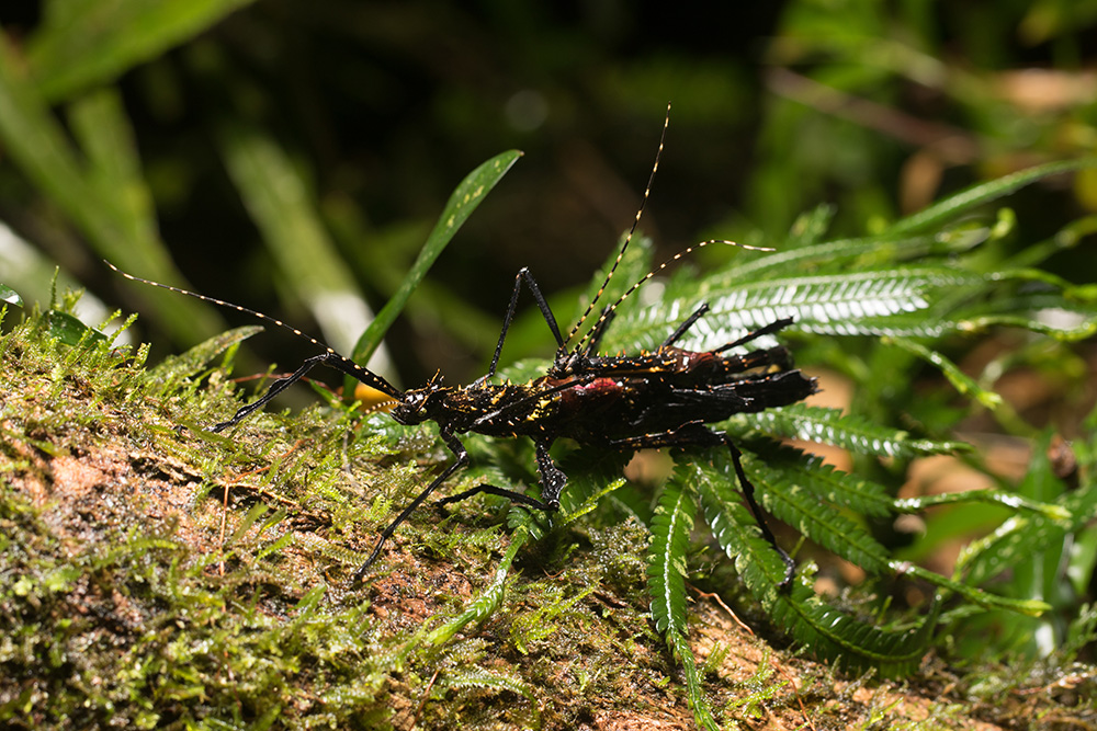 Parectatosoma hystrix