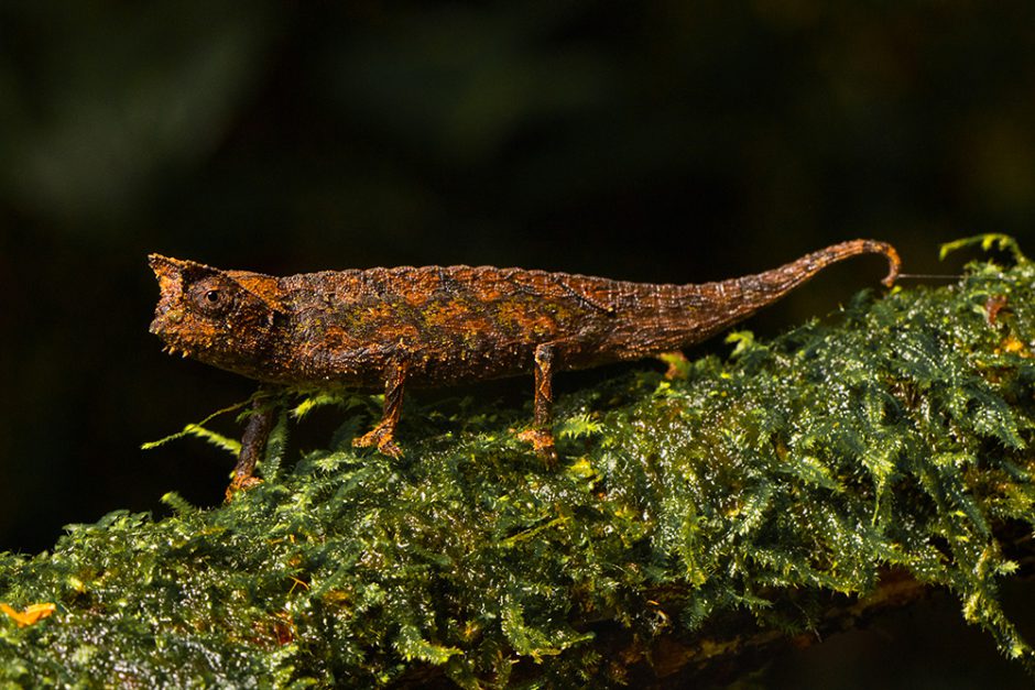 Brookesia superciliaris