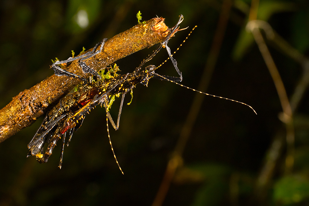 Parectatosoma hystrix