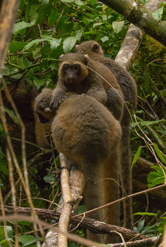 Bambuslemur