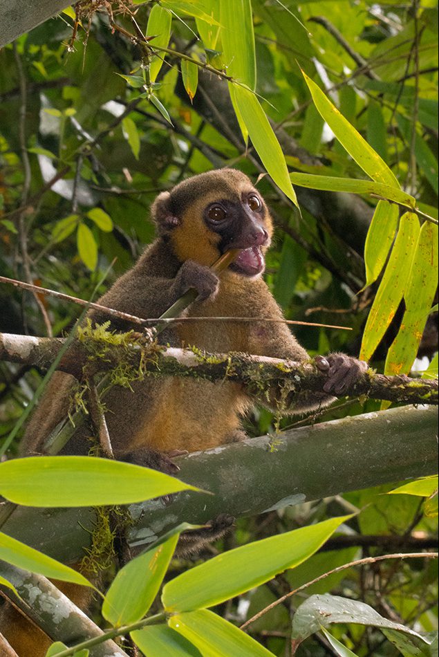 Bambuslemur