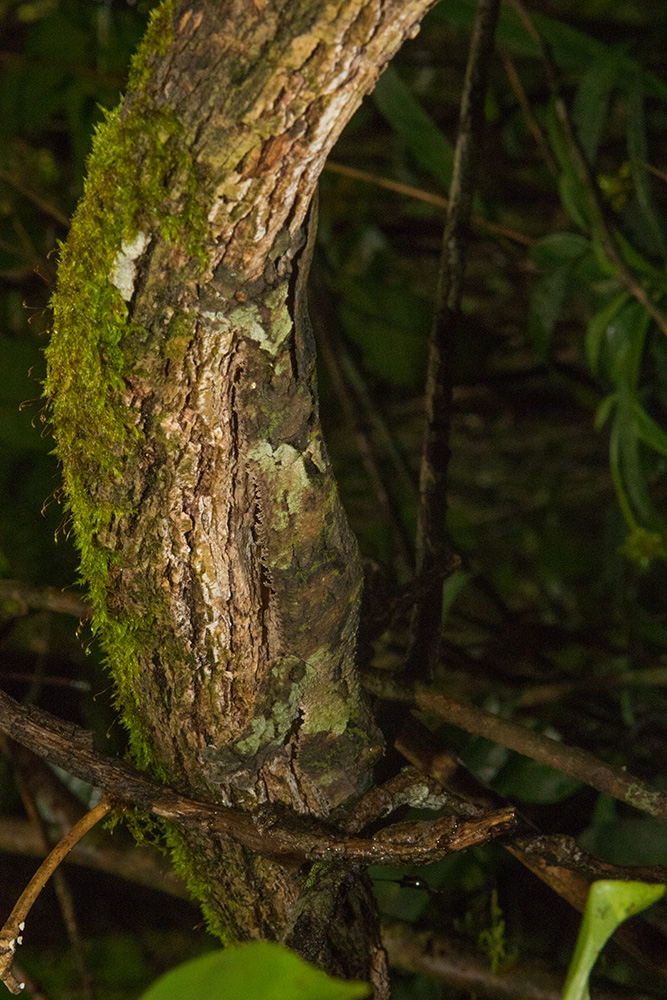 Uroplatus sikorae