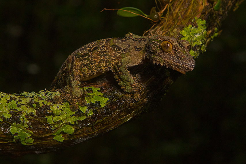 Uroplatus sikorae