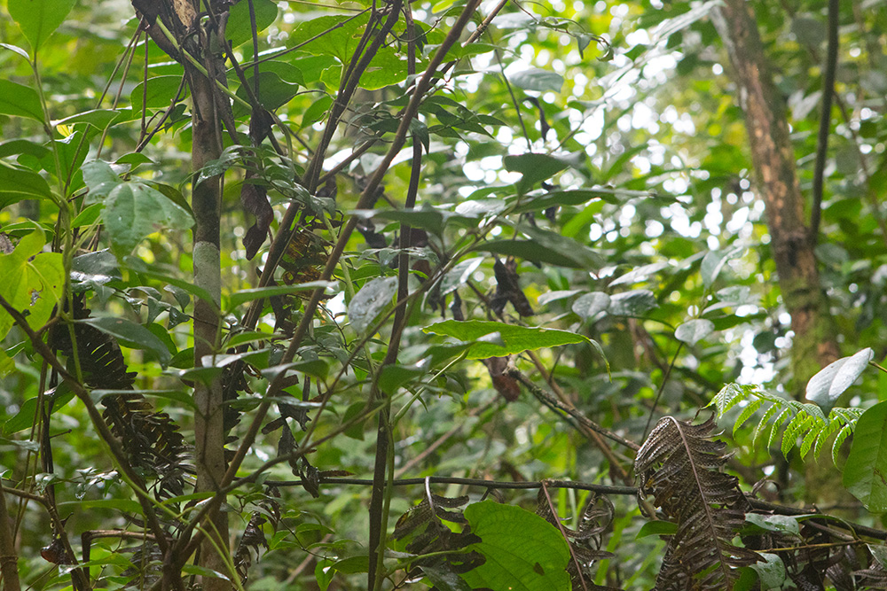 Uroplatus phantasticus