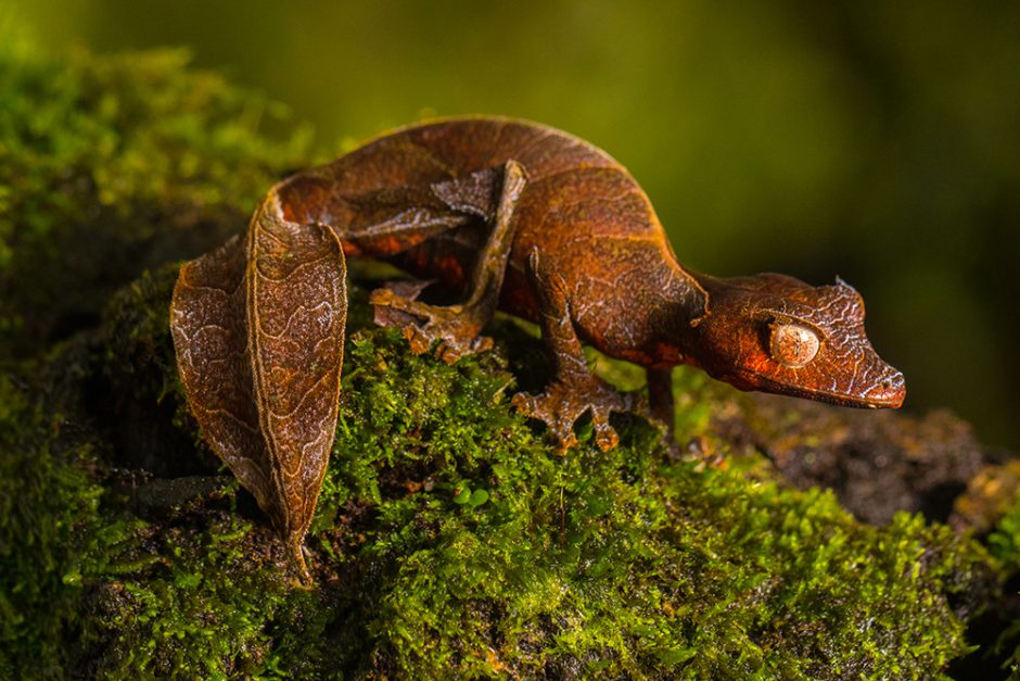 Uroplatus phantasticus