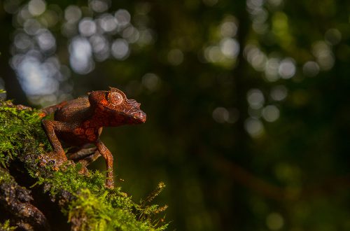 Uroplatus phantasticus