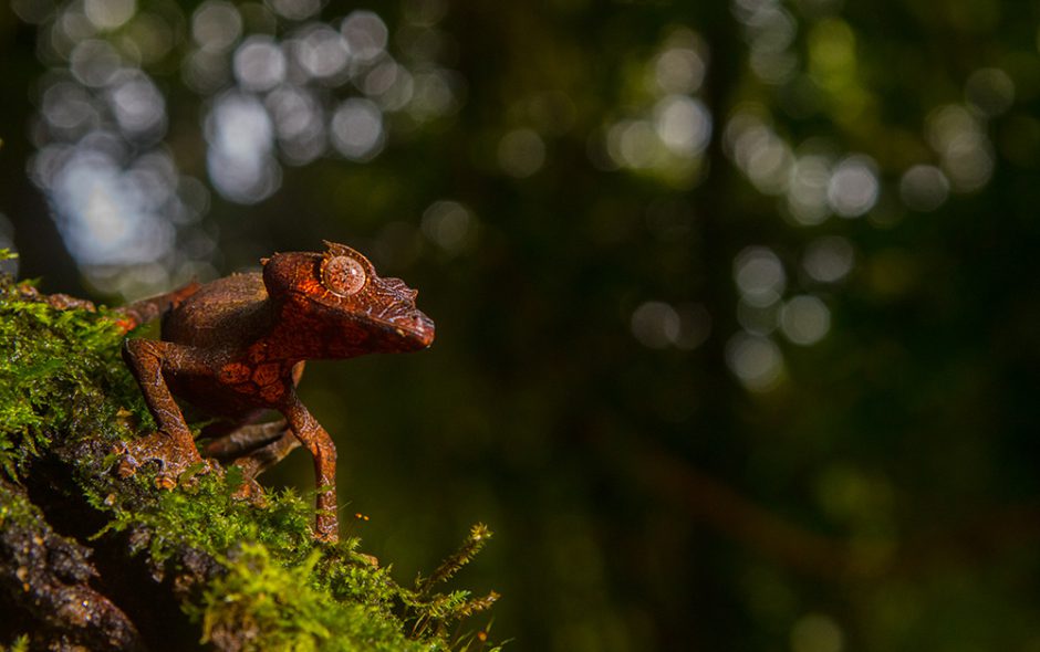 Uroplatus phantasticus