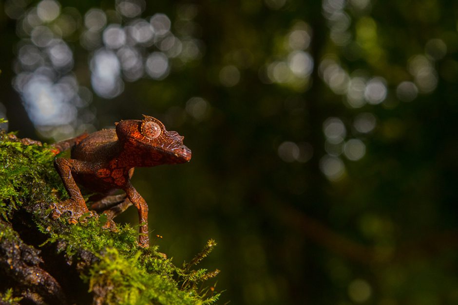 Uroplatus phantasticus