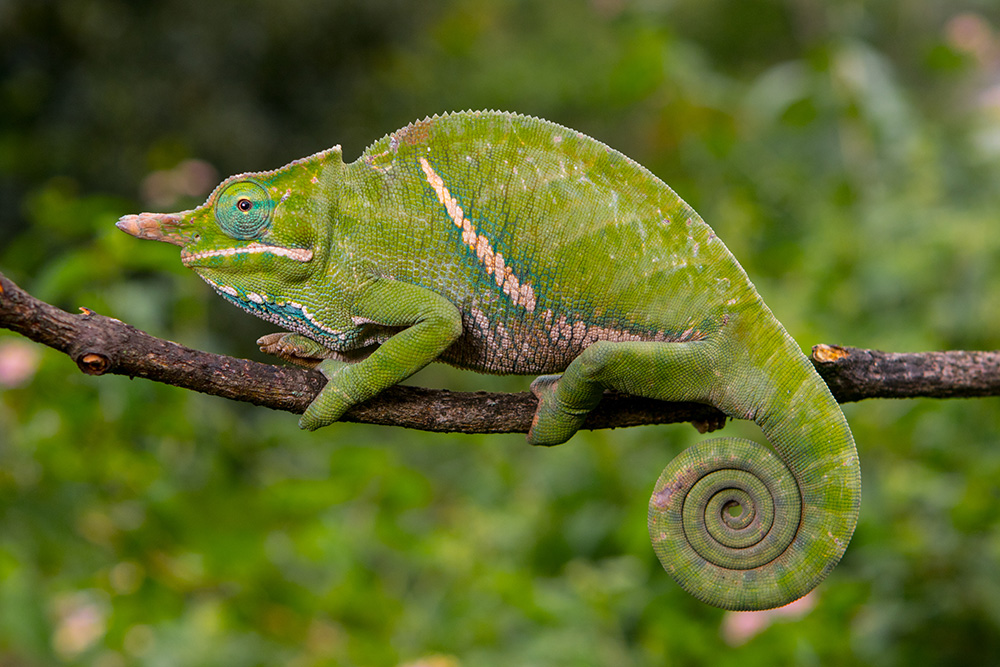 Furcifer balteatus