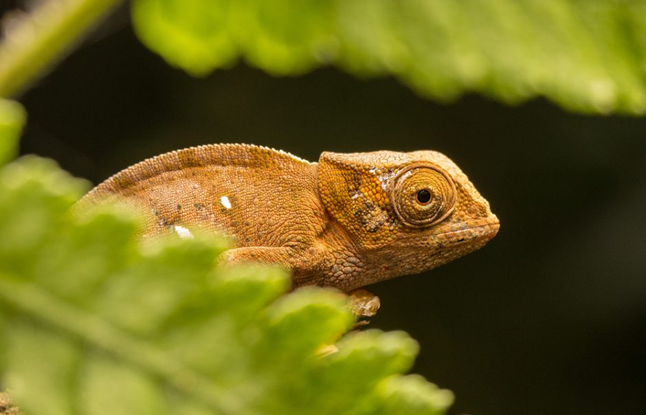 Calumma oshaughnessyi