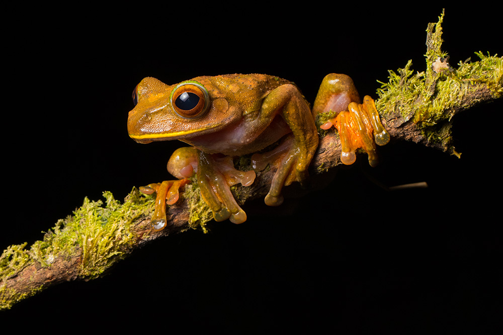 Boophis albilabris