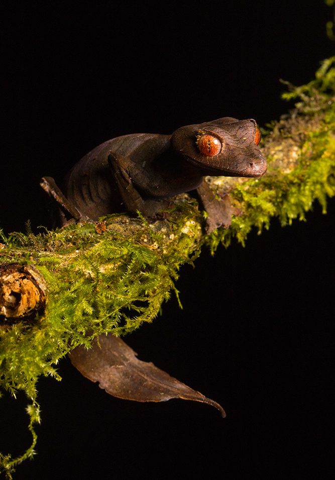 Uroplatus phantasticus