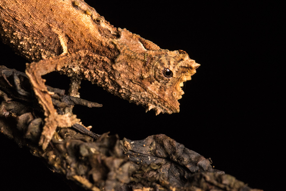 Brookesia thieli