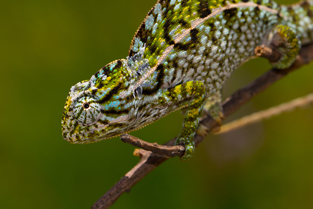 Furcifer lateralis